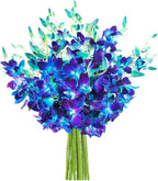 KaBloom - 20 Blue Orchid Without Vase - Fresh Flowers for Birthday, Valentine's & Mother's Day