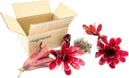 ragnaroc Live Plants - Bromeliad Neoregelia 'Fireball', Large 6" - 5ct - Live Arrival Guaranteed - House Plants for Home Decor & Gift