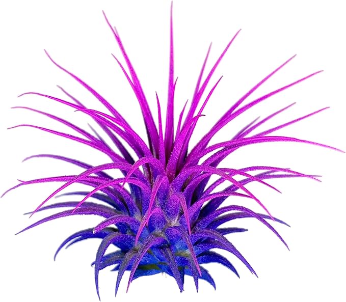 Rainbow Tillandsia Air Plant, Tillandsia Air Plant, Airplant, Air Purification, House Plant, Home Decor & Gift, Live Plant, Healthy Arrival Guarantee (Blue/Pink)