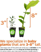 Katuk Tree Live Plant (Sweetleaf Bush) - Sauropus androgynus - Wellspring Gardens Salad Tree Starter Plant - Live Vegetable Plant - Easy to Grow - Ideal for Outdoor & Indoor Planting