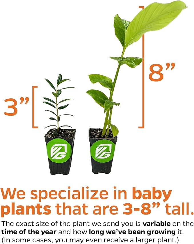 Katuk Tree Live Plant (Sweetleaf Bush) - Sauropus androgynus - Wellspring Gardens Salad Tree Starter Plant - Live Vegetable Plant - Easy to Grow - Ideal for Outdoor & Indoor Planting