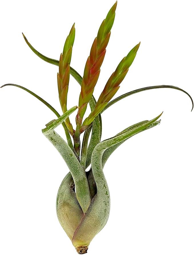 ragnaroc Air Plants - Flowering Tillandsia Caput Medusae, Large 5-7" - 1ct - Live Arrival Guaranteed - House Plants for Home Decor & Gift