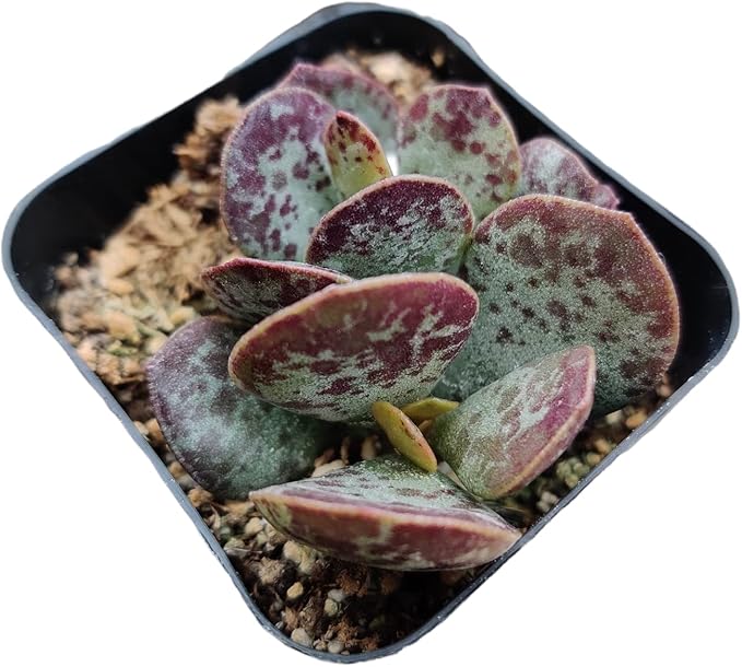 Live Succulent Cactus Plants (2" Pot Adromischus Maculatus)