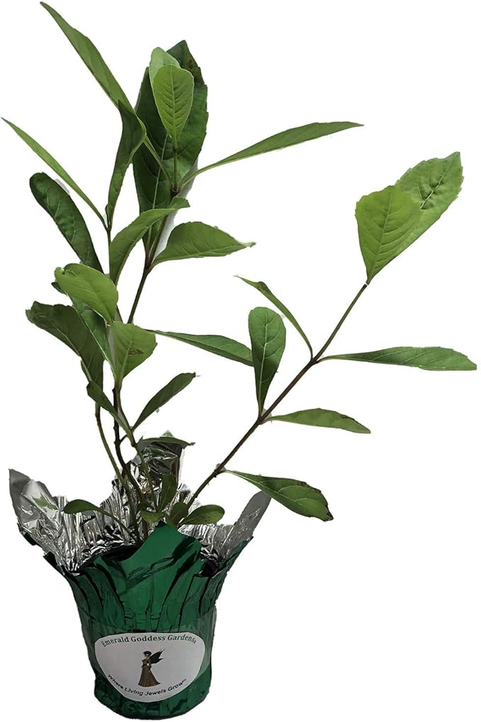 Blue Butterfly Bush - Clerodendrum myricoides 'Ugandense' - Live Tropical Plant - Unusual Shaped Flower - Emerald's - Starter Size - 4 Inch Pot