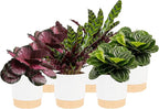 Costa Farms Calathea (Pack of 6)