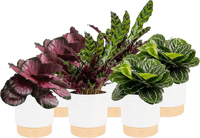 Costa Farms Calathea (Pack of 6)