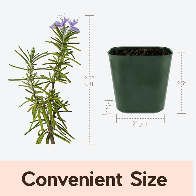 Mini Purple Flower Rosemary Plant Starter Outdoor Herb Garden Live Rosemary Plant (2)