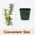My Shelfie - Rosemary Plant Starter, Aromatic Rosemary Plants Live in 2-Inch Pot, Live Plants 2-3 Inch Tall, Blue-Purple Rosemary Herb Plants, Bee-Friendly, 1 Piece, Green