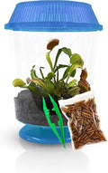 Venus Fly Trap Live Plant with 4.5" Blue Terrarium + Carnivorous Plants Food Bundle with Feeding Tweezers - Carnivorous Plant Soil and Live Venus Flytrap