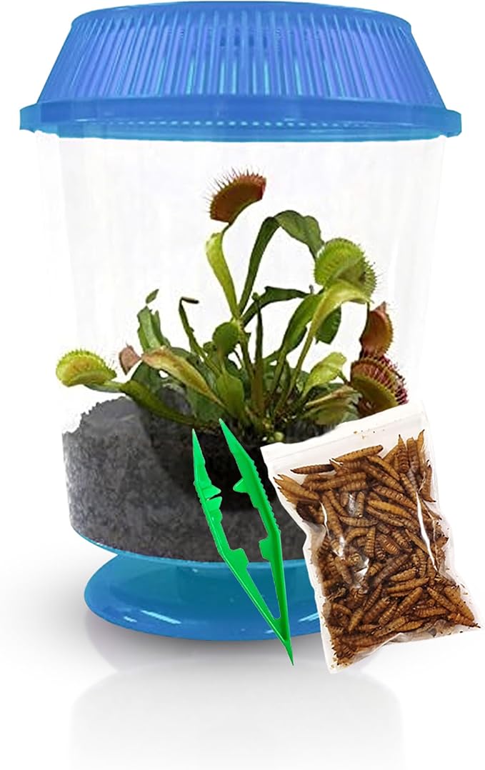 Venus Fly Trap Live Plant with 4.5" Blue Terrarium + Carnivorous Plants Food Bundle with Feeding Tweezers - Carnivorous Plant Soil and Live Venus Flytrap
