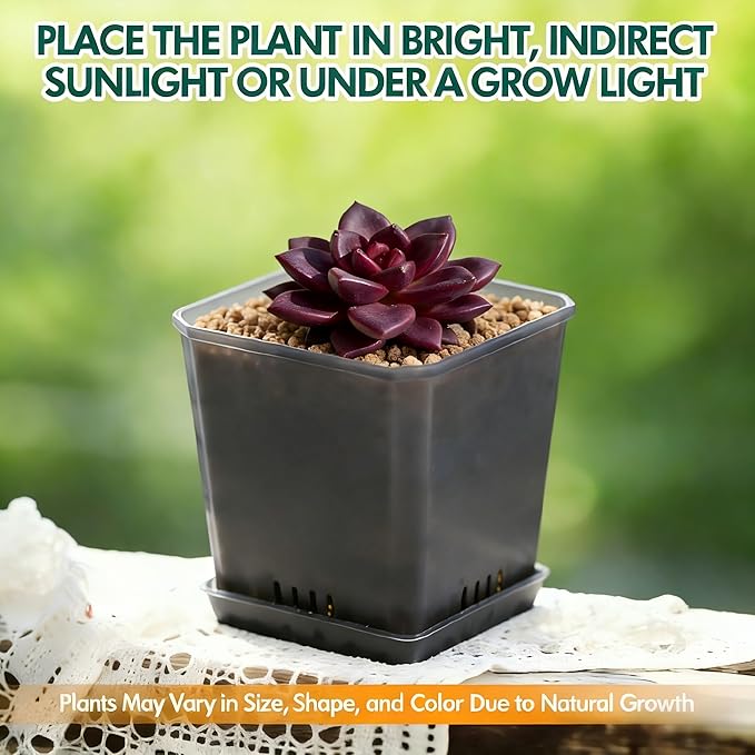 Live Succulent with Gardening Tools – Echeveria Night Phantom, Small Low-Maintenance Houseplant for Indoor & Outdoor