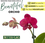 Better-GRO 19” Hanging Kokedama with Phalaenopsis Orchid – Indoor/Outdoor Planter- Pink