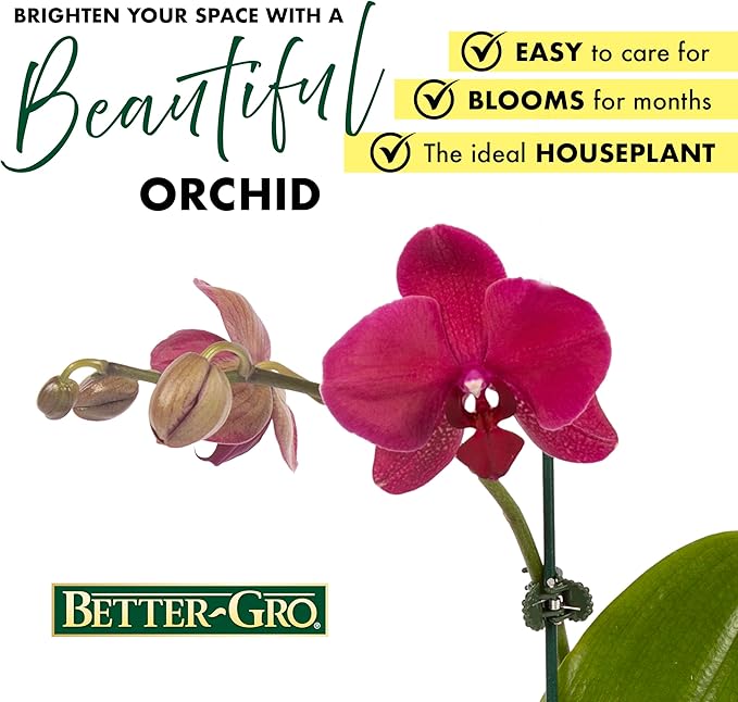 Better-GRO 19” Hanging Kokedama with Phalaenopsis Orchid – Indoor/Outdoor Planter- Pink