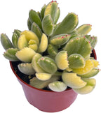 4" Variegated Bear's Paw Succulents Plants Live, Rare Succulent Plants Fully Rooted in Succulent Soil, Unique Live House Plant for Home Office Decor, by The Succulent Cult