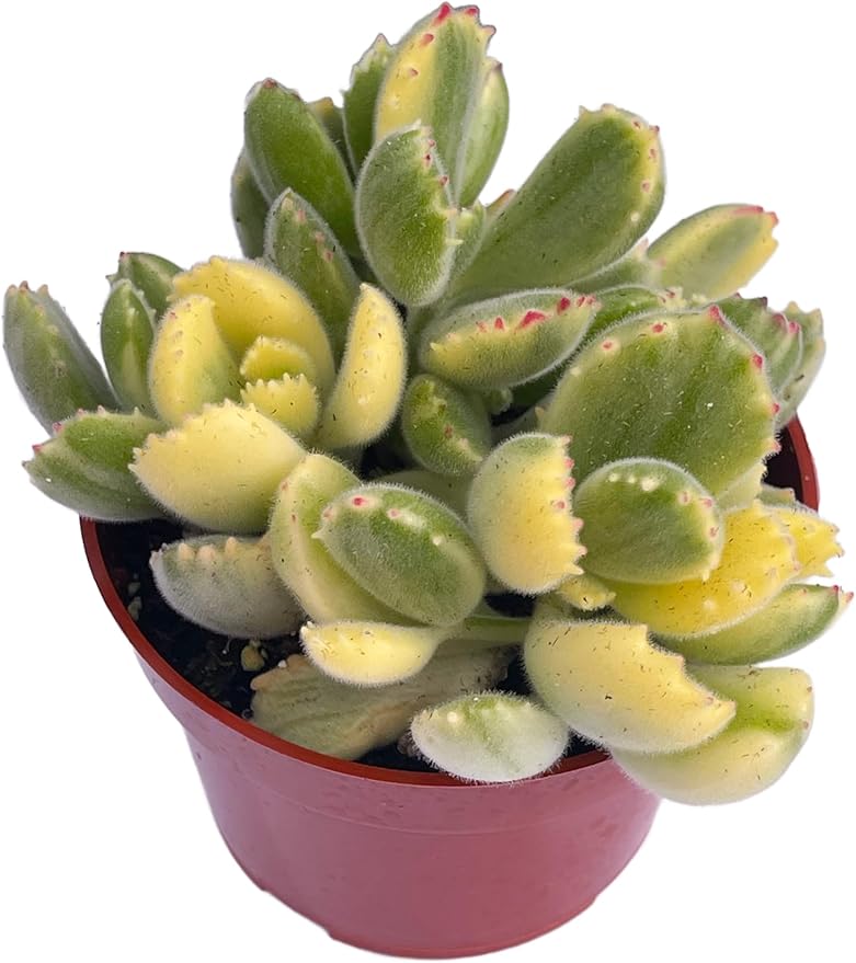 4" Variegated Bear's Paw Succulents Plants Live, Rare Succulent Plants Fully Rooted in Succulent Soil, Unique Live House Plant for Home Office Decor, by The Succulent Cult