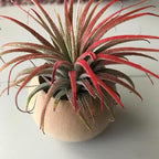 6 pcs 2 Sizes Wood Air Plant Holder Rustic Air Plant Pots Decorative Air Plants Display Containers Table Centerpiece for Home Office Tabletop