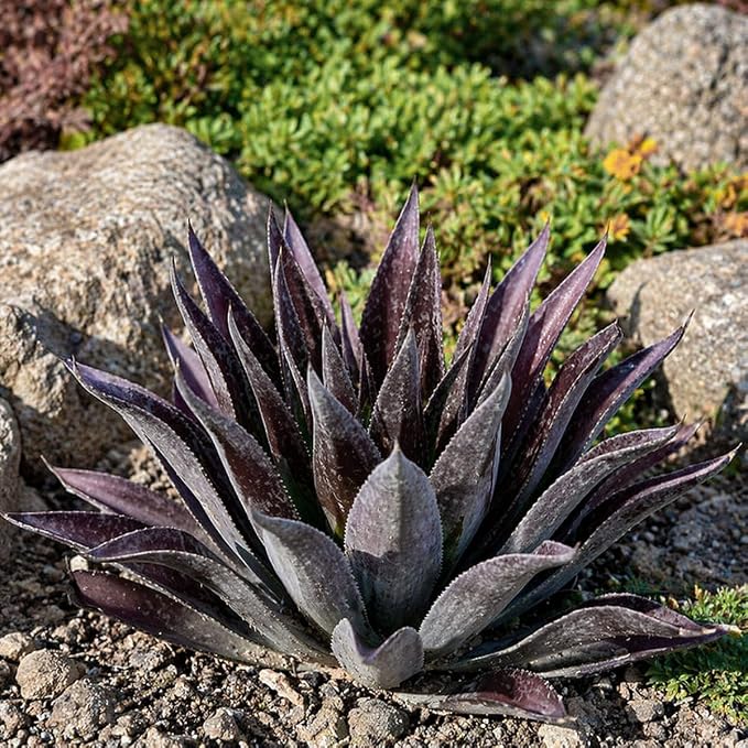Mangave 'Thunderbird', 1.5" Plug - Live Succulent Plant, Agave Like Rosette, Low Maintenance Indoor Outdoor Plant for Home Garden Decor, Beginner-Friendly Live Plants
