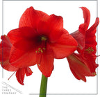 Waxed Amaryllis Bulb 2-Pack – Green Wax with Red Blooms – Live Holiday Gift Plant, Easy Care, No Watering Needed