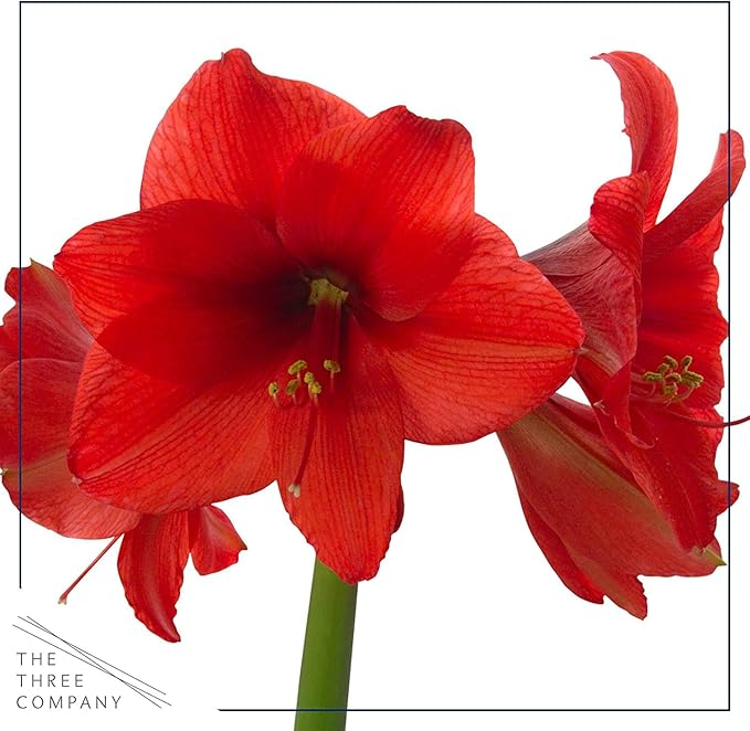 Waxed Amaryllis Bulb – White Wax with Red Blooms – Live Holiday Gift Plant, Easy Care, No Watering Needed