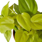 Philodendron Cordatum Neon Live Plant for Indoor | Different Houseplants in 4'' & 6'' Pot | Real House Plant for Living Room, Office, Desk & Bathroom | Neon