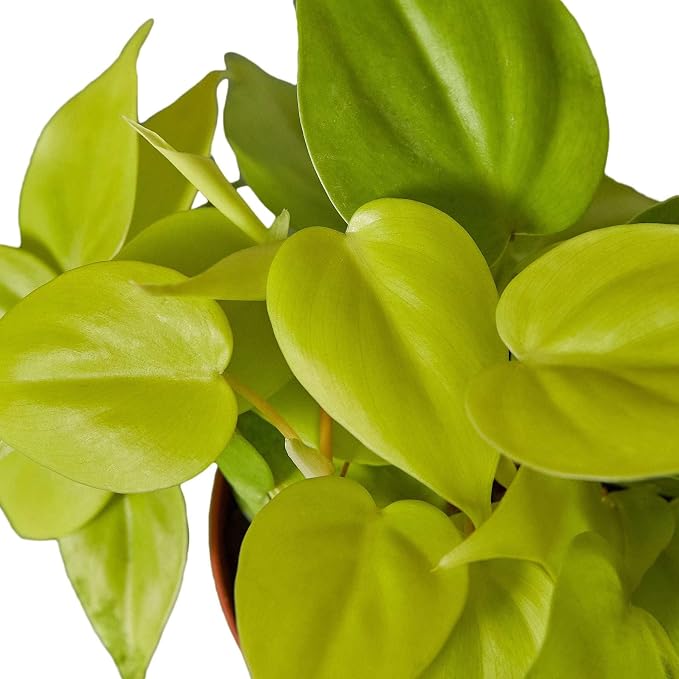 Philodendron Cordatum Neon Live Plant for Indoor | Different Houseplants in 4'' & 6'' Pot | Real House Plant for Living Room, Office, Desk & Bathroom | Neon