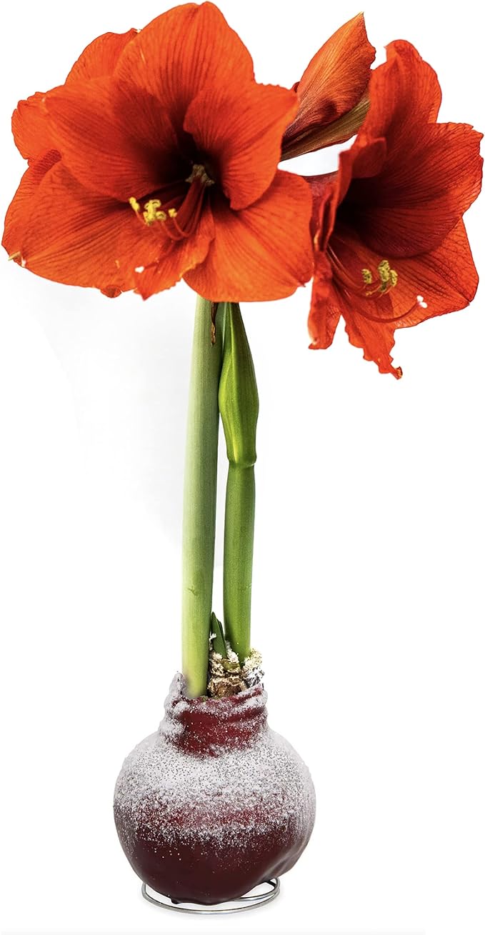 Snow Flecked Waxed Amaryllis Bulb 3-Pack – Red Wax with Red Blooms – Live Holiday Gift Plant, Easy Care, No Watering Needed