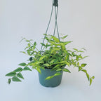 Hoya Bella ‘Louise Bois’ in 6" Hanging Pot – Rare & Collector’s Hybrid Hoya - Air Purifying Plant - Ships from CA (Multiple Larger Plants, 6 inch Hanging Pot)