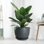UOUZ 12/10/9 Large Modern Plant Pots, Plastic Planters with Drainage Holes and Saucers for Indoor Outdoor Plants Flowers, Black with Green Speckles