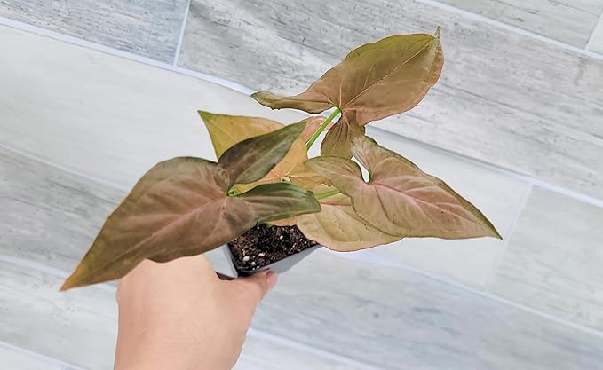 Syngonium Pink Perfection, Syngonium Pink Schott, Syngonium Pink Arrow Live Rare Houseplants All Plants are Fully Rooted Plants in 4 inch Pot by 3exoticgreen