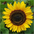 Seed Needs Henry Wilde Sunflower Seeds for Planting - Heirloom & Open Pollinated Cut Flowers - Annual Wildflowers to Grow a Butterfly Garden (1 Pack)