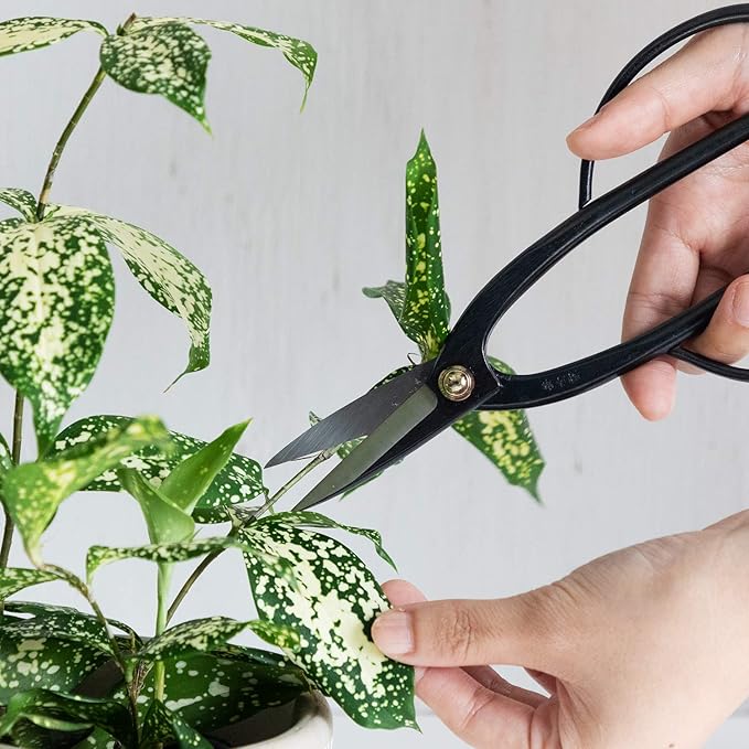 Wazakura Ashinaga Bonsai Pruning Scissors 8inch (200mm) MADE IN JAPAN, Long Handle Bonsai Cutter in Carbon Steel, Rose Pruning Shears, Flower Scissors, Japanese Gardening Tools