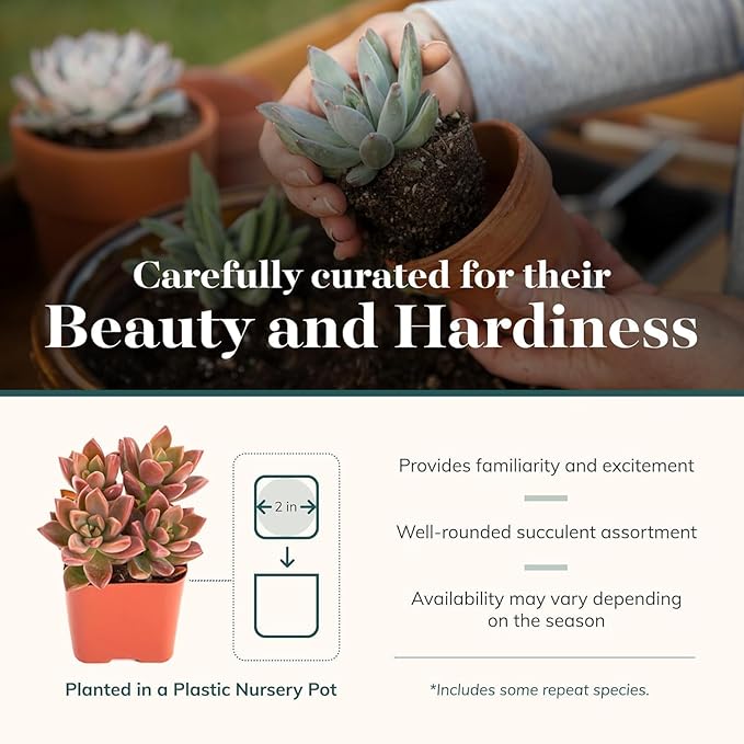 Shop Succulents Everything Mini Succulent Plant Pack – Live Mini Succulent Plants, Assorted Colorful Mix, Easy Care Houseplants – Gardening, Terrariums, Gifts & Party Favors, 2" Pots
