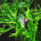 Mainam 4 Different Anubias Nana Amazon Sword Java Fern Windelov Hornwort Tropical Freshwater Live Aquarium Plant Decorations 3 Days BUY2GET1FREE