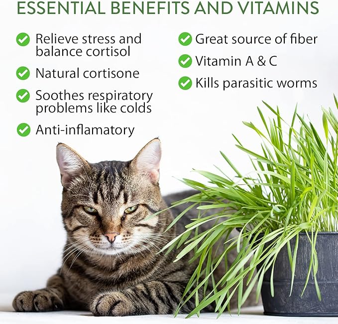 HOME GROWN 2,160+ Cat Plant Seeds Mix – Non GMO Heirloom Catnip, Lemongrass, Licorice, Thyme & Valerian – Pet-Friendly Indoor Garden Refill Kit for Cats & Kittens