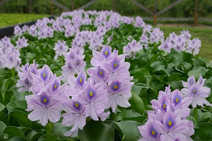 Floating Plant Bundle – Live Aquatic Plants for Ponds & Aquariums (1 Water Lettuce (Pistia stratiotes) and 1 Water Hyacinth (Eichhornia crassipes) Bundle, 1, Count)
