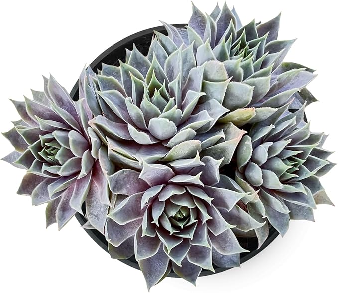 Sprout N Green Sempervivum 'Grey Lady', Live Succulent Fully Rooted in 4 inch Starter Pot, House Plant for Indoor Outdoor Home Office Wedding Decoration Party Favor
