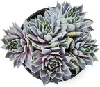 Sprout N Green Sempervivum 'Grey Lady', Live Succulent Fully Rooted in 4 inch Starter Pot, House Plant for Indoor Outdoor Home Office Wedding Decoration Party Favor