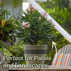 Oleander Bush - Petite Pink - Flowering Plant Live - Overall Height 26" to 30" - Tropical Plants of Florida (Plant Only)
