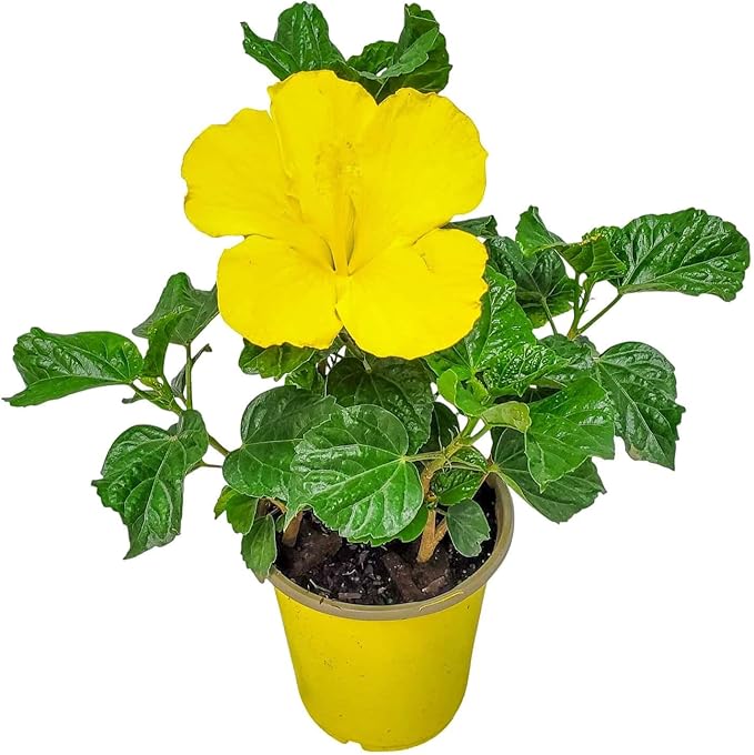 Tropical Plants of Florida - Yellow Hibiscus Bush Dwarf - 10" to 12" Overall Height - 1 Gallon Planter
