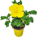 Tropical Plants of Florida - Yellow Hibiscus Bush Dwarf - 10" to 12" Overall Height - 1 Gallon Planter
