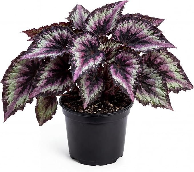 Trailing Begonia Plant Live, Rare Begonias Live Plant, 4-8 Inc Starter Indoor Outdoor Houseplant (Purple Green Begonia)