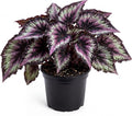 Trailing Begonia Plant Live, Rare Begonias Live Plant, 4-8 Inc Starter Indoor Outdoor Houseplant (Purple Green Begonia)
