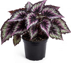Trailing Begonia Plant Live, Rare Begonias Live Plant, 4-8 Inc Starter Indoor Outdoor Houseplant (Purple Green Begonia)