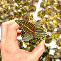 Jewel Orchid Ludisia Discolor Starter Plant | Orchid Plant | Jewel Orchid Plants | Rare Plants | Houseplants | Plant Gifts | Orchids (Heat Pack Included)