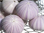 Nautical Crush Trading Sea Urchins Shells for Air Plants - 8 Purple (1.5-2.5") Sea Urchin Shells - Hanging Air Plant Holder - Air Plants Live Holders - Air Plant Pot - No Plants Included