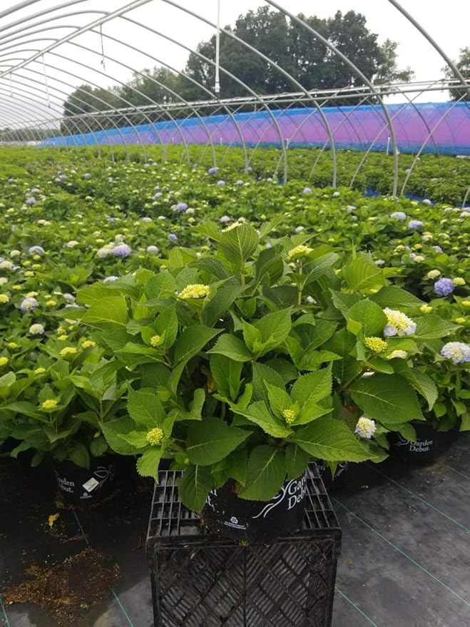 Hydrangea mac. Nantucket Blue (Reblooming Hydrangea) Shrub, RB pink or blue, #3 - Size Container