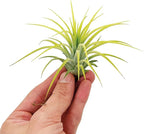 ragnaroc Air Plants - Tillandsia Ionantha Druid, Regular 2-3" - 12ct - Live Arrival Gauranteed - House Plants for Home Decor & Gift