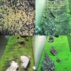 Freshwater Aquarium Decor, Easy Growing Dwarf Carpet for Fish Tank/Terrarium, Natural Aquatic Plant Growth Material – 1 Pack (Small Leaf)
