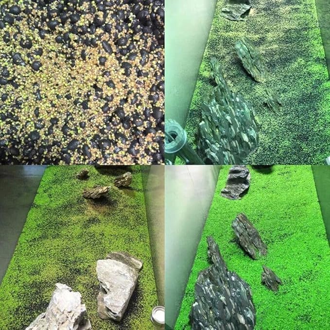 Freshwater Aquarium Decor, Easy Growing Dwarf Carpet for Fish Tank/Terrarium, Natural Aquatic Plant Growth Material – 1 Pack (Small Leaf)
