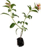 ragnaroc Dwarf Firebush 10-12" (Hamelia Patens VAR. compacta) 1ct - Live Plant for Indoor Outdoor Use, Garden & Landscaping - Live Arrival Guaranteed